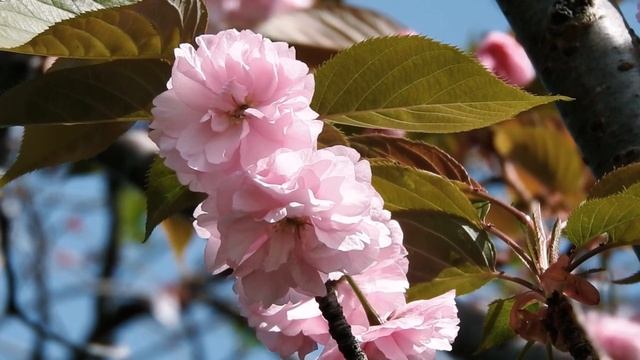 Успокаивающая музыка исцеляет разум и тело, успокаивает нервную систему#relaxationmusic#любисебя