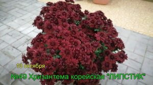 №49 Хризантема корейская ЛИПСТИК  10 октября 2023