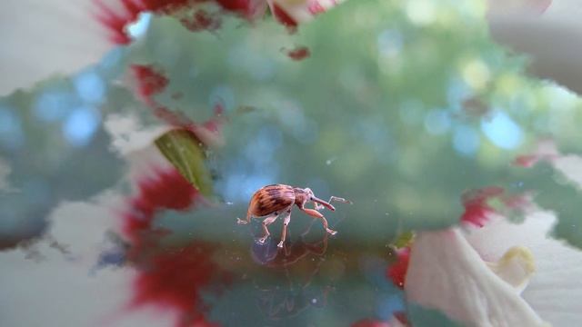 (HD) Collection of Insects&Bugs You Might Find in Your (Dutch) Backyard. смотреть онлайн