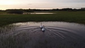 ?Влюбленная пара лебедей прогуливалась по просторам Оренбургской области