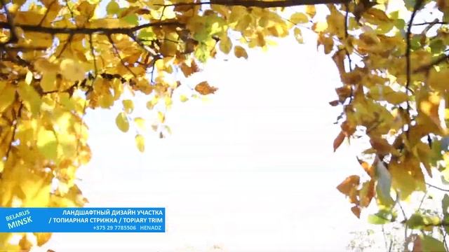 ЖИВАЯ ИЗГОРОДЬ. ГРАБ ОБЫКНОВЕННЫЙHEDGE_CARPINUS BETULUS