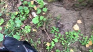 ПОПЁРЛИ ОСЕННИЕ ОПЯТА 2021! Сбор грибов 2021 Осенние опята 2021 Сбор грибов Беларусь