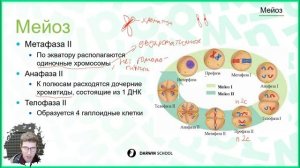 Тема №6: Мейоз