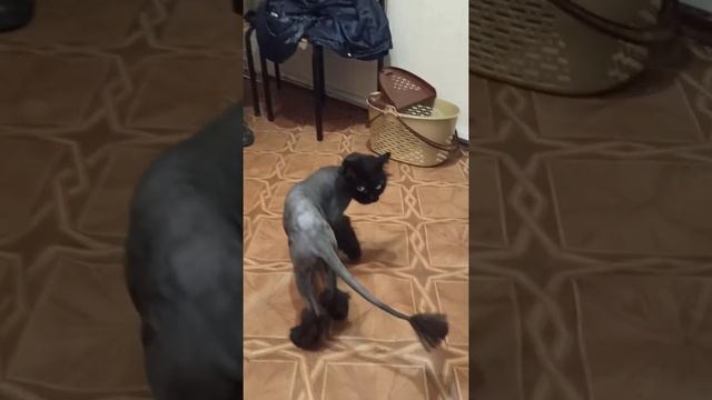 The black cat cut hair and got rid of the tangles./Черная кошка подстриглась избавилась от колтунов