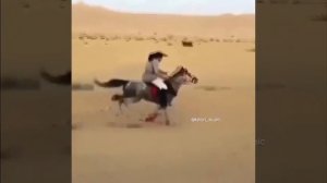 Арабский скакун КРАСОТА