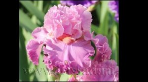 irissad ru  сорта на E  - F   (2022 г)