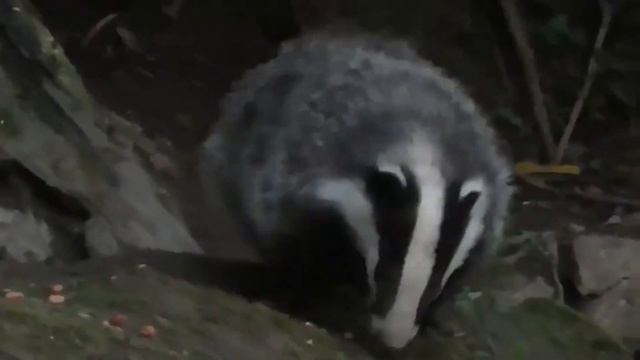 БАРСУК ОБЫКНОВЕННЫЙ - тот еще чистюля! Он очень милый, но не добродушный! Интересное о барсуках! смотреть онлайн