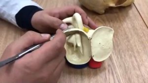 Анатомия человека (Стенки барабанной полости)