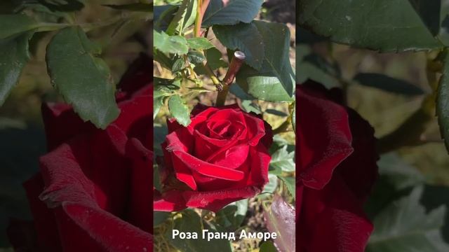 Роза Гранд Аморе/ rose grande amore