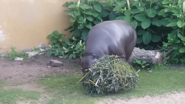 ЗООПАРК В ТАЛЛИНЕ,Эстония смотреть онлайн