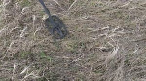 Опасный коп чермета с гадюкой 2020.Quest X10.