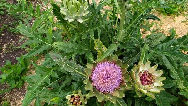 ДИКИЕ УТКИ НА НАШИХ МОСТКАХ,ВИШНЯ ЧЕРЕМУХА смотреть онлайн