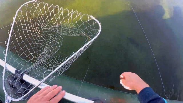 Ловля Леща на кольцо. Лещ вырывает леску из рук. Рыбалка в Саратовской области. Август 2020 г. смотреть онлайн