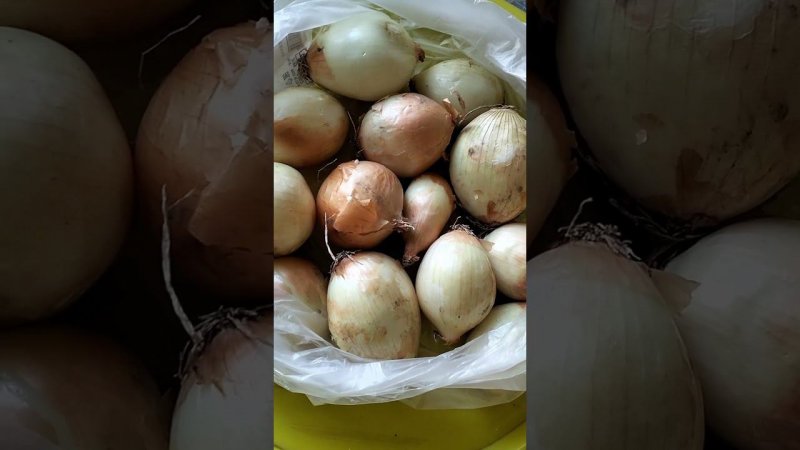 ЛУК РЕПЧАТЫЙ ПО СУПЕР ЦЕНЕ ИЗ АШАН #shorts