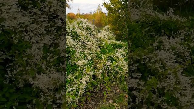 Цветущая белоснежная горка Шёнефельд Германия