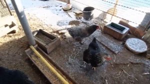 Не дает она ей покоя😻 Поймана с поличным 👀😎Собираю для проверки😊🐔 Зима на Кубани🕸😊