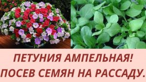 Петуния из семян. Посев петунии. Как правильно посеять петунию. Посев семян на рассаду.