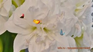 Амариллис махровый Арктик Нимф ? обзор: как сажать, луковицы амариллиса Арктик Нимф