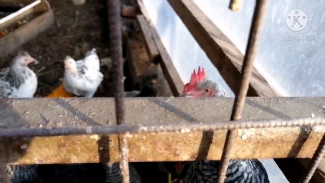 Не для банных вечеринок. Начинаем ремонт. Короны нет. смотреть онлайн