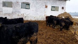 АБЕРДИН АНГУС красный и черный телки и нетели, вес от 300кг . Импорт-Экспорт КРС в СНГ. Black ANGUS