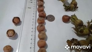 Крупный фундук!!!!  Как же определить сорт?????