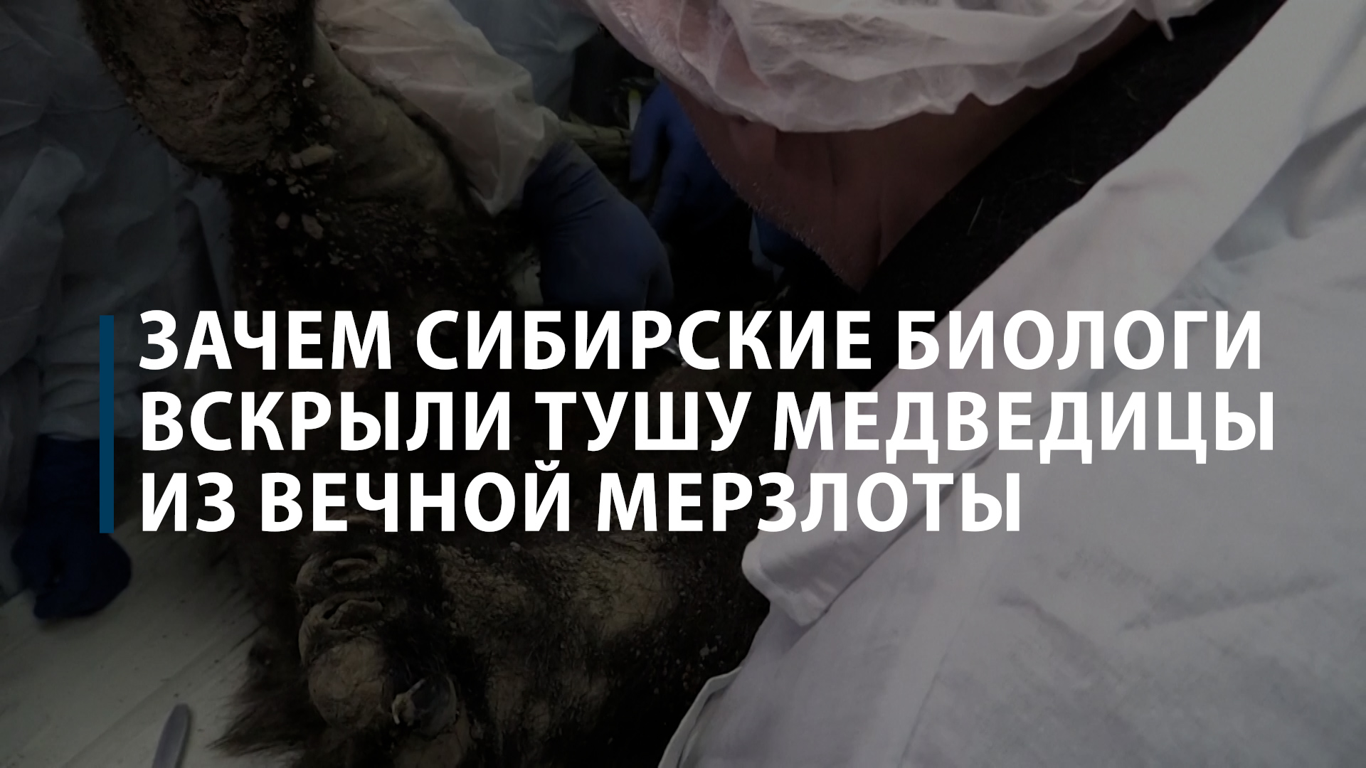 Зачем сибирские биологи вскрыли тушу медведицы из вечной мерзлоты