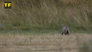 Дикий Лесной Кот. "Отец" современных домашних кошек