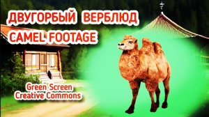ВЕРБЛЮД GREEN SCREEN ФУТАЖ. ХРОМАКЕЙ АНИМАЦИЯ ВЕРБЛЮДА НА ЗЕЛЁНОМ ЭКРАНЕ.