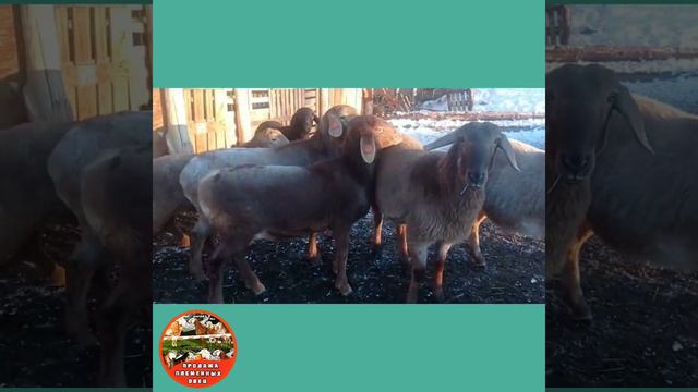 ПРОДАНО! ягнята ярки арашан с линией, Иссык-куль.обл | арашан койлору