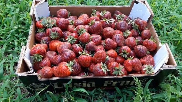 Собираем урожай клубники в июле самый позний сорт Мальвина смотреть онлайн