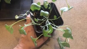 Дихондра 09.04.18 Размножение дихондры