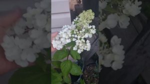 Бонфаер и Пиксио набирают бутоны, обзор моих гортензий, грустный Черный Рыцарь