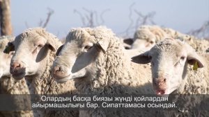 Тонкорунные овцы – высококачественная ягнятина и тонкая шерсть