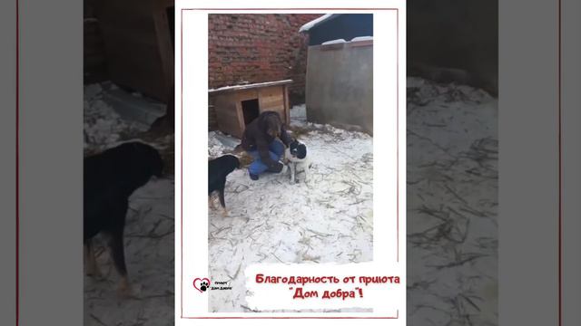 Благодарность от приюта «Дом Добра»!