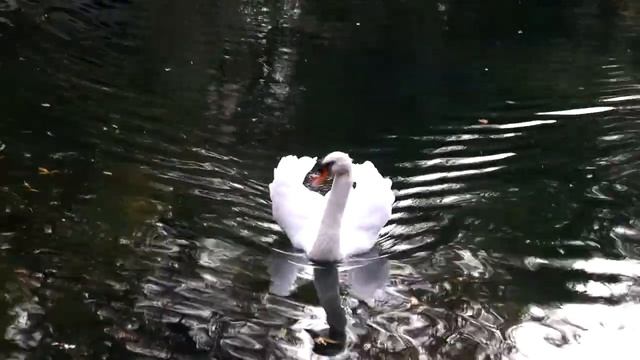 КЕДРЫ ПАРКА «АЛУПКИНСКИЙ» смотреть онлайн