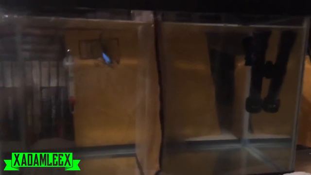 Fish Aquarium Update #13: We Moved The Guppy Fry To The 10 Gal / New Air Pump / New Plants смотреть онлайн