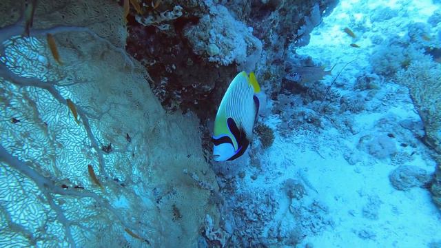 Самый новогодний дайв-сайт Египта. Хургада 2024. Рождественская сказка со дна Carless Reef. redsea