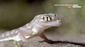 Дикие просторы Африки 2 серия - Намиб Земля контрастов