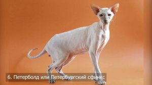 Самые ласковые и добрые кошки в мире: 12 пород