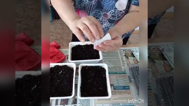 "Сатабыллаах хаһаайка". Петуния сибэкки рассадалыыбыт. Елена Ивановна сүбэлэрэ. смотреть онлайн