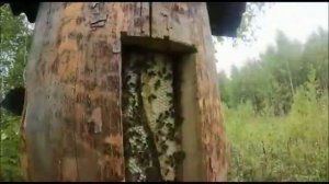 Самый дорогой бортевой мед в Башкирии