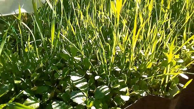 Мои растишки/Весна в октябре/Сидераты смотреть онлайн