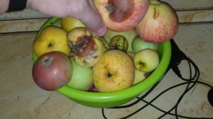 Едим сыр с плесенью? Урожай с нашего огорода