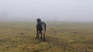 ОБЗОР ЦЫГАНСКИХ ЛОШАДЕЙ, ПРОДАЖА И ДОСТАВКА ЛОШАДЕЙ ПО БЕЛАРУСИ???