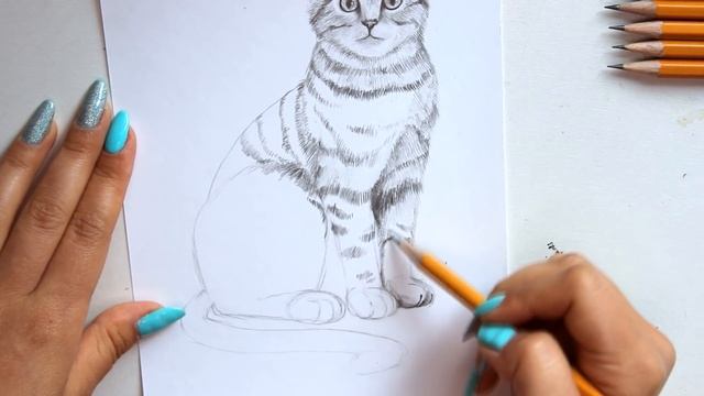 КАК НАУЧИТЬСЯ РИСОВАТЬ КОТА? | Урок Рисования