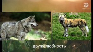 степной волк против гиеновидной собаки