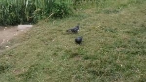 Речка Серебрянка, Пушкино