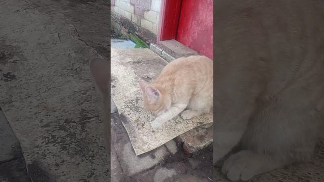 a3353ad7-ed12-4321-9502-fb3355166e12-1_all_3206.mp4