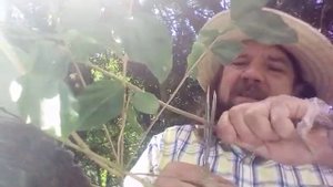 как упаковать саженец для пересылки вдаль