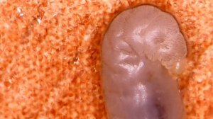 маточная личинка